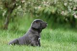 CANE CORSO 1047